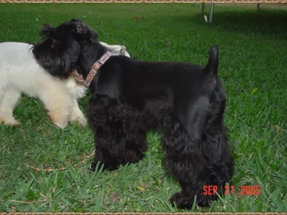 Dakota Missy Prissy Angel