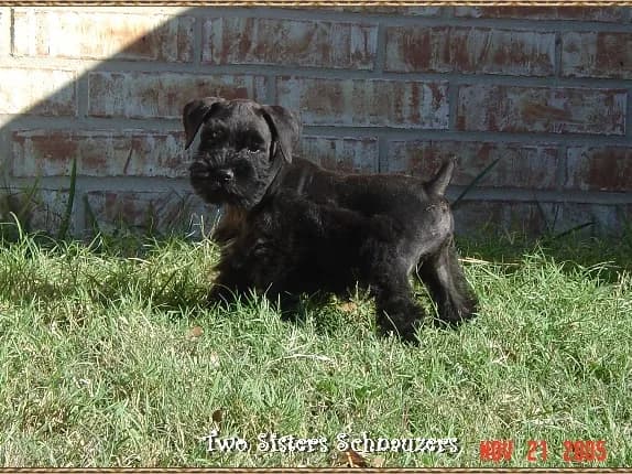 Blacky