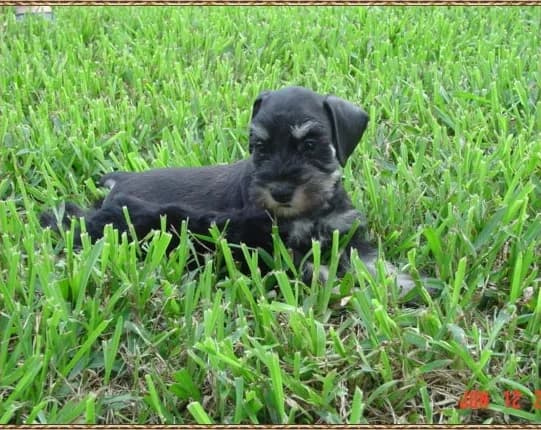 Coco Blacksilver Boy Down