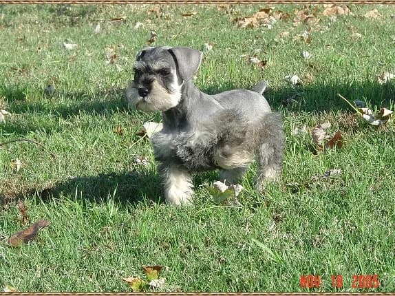Puppies 5