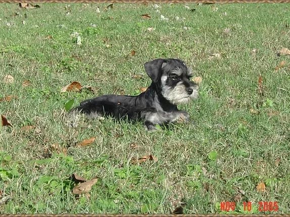Puppies 5