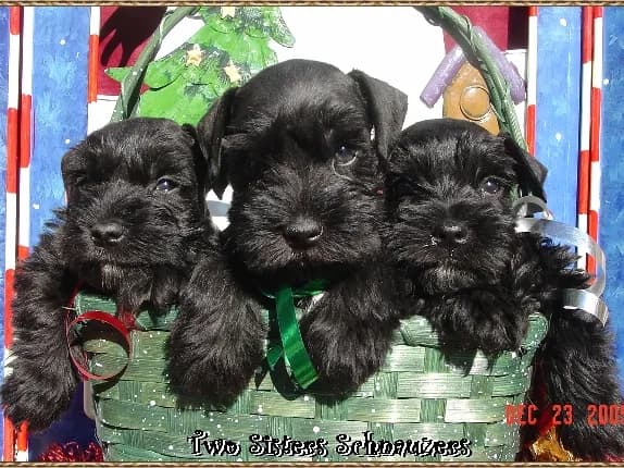 Snowy Babies 12 23 05