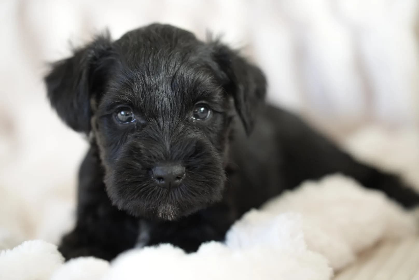 Snowflake Schnauzers miniature schnauzer
