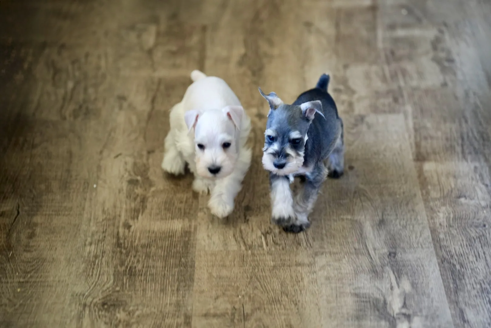 Snowflake Schnauzers miniature schnauzer