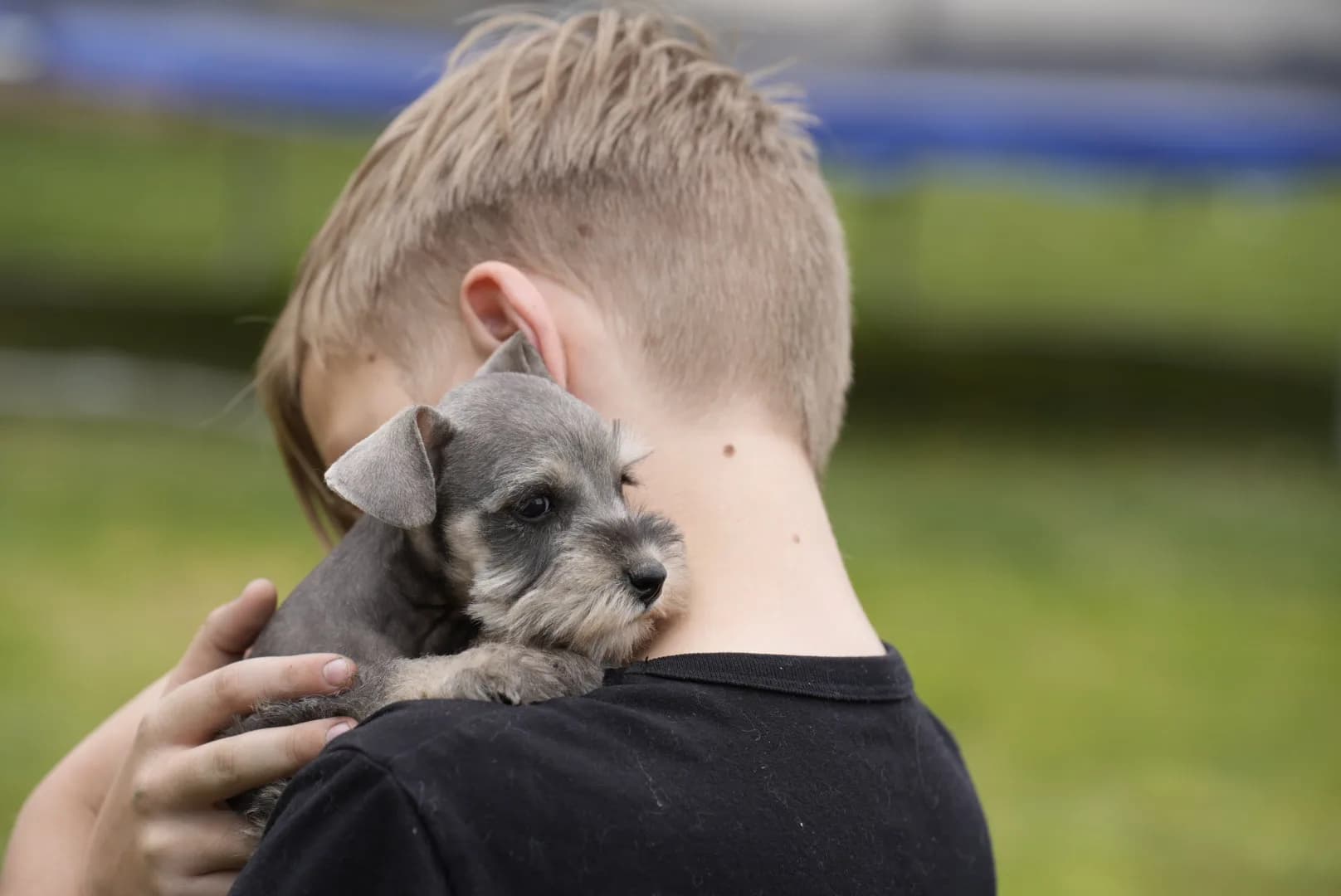 Snowflake Schnauzers miniature schnauzer