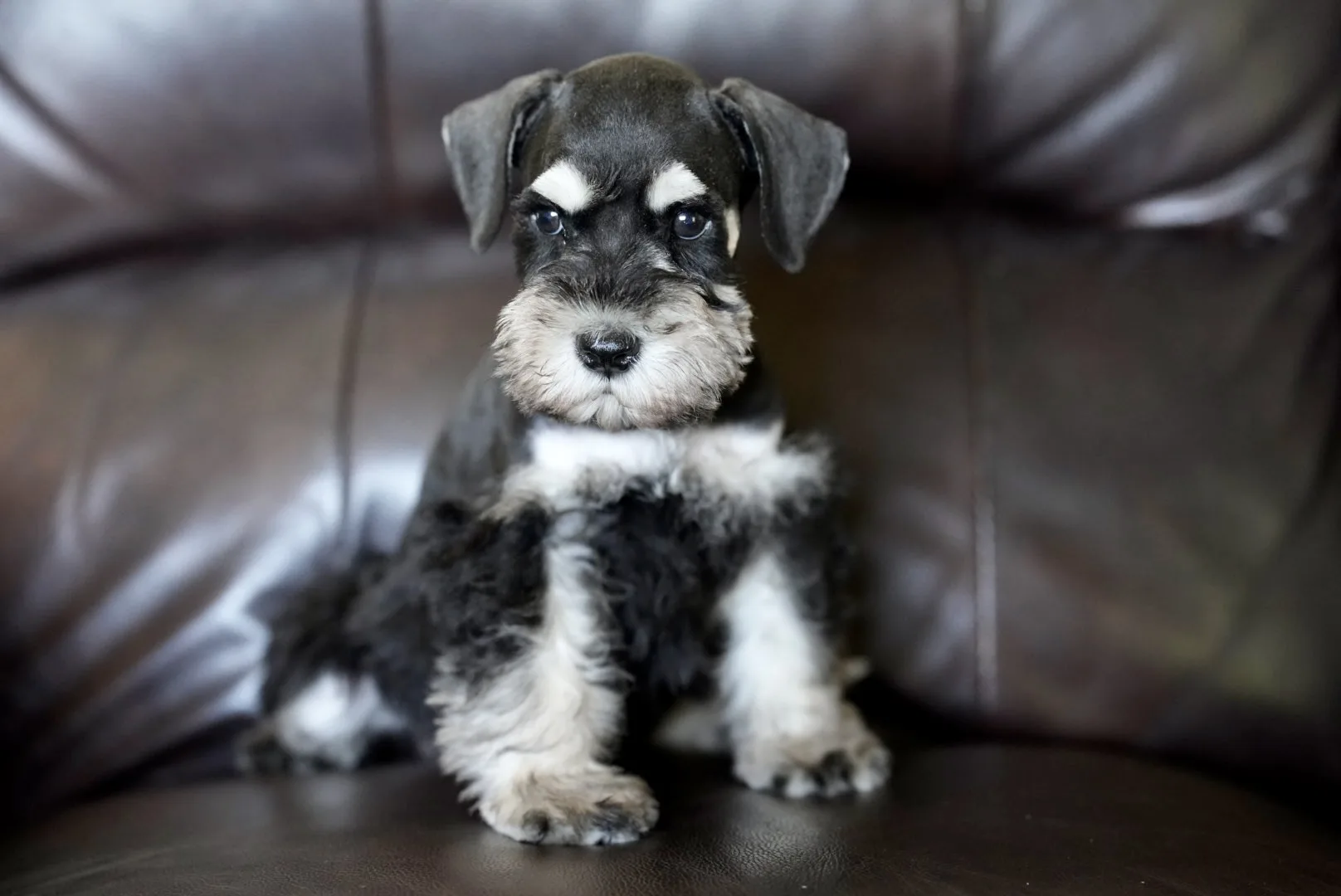 Snowflake Schnauzers miniature schnauzer
