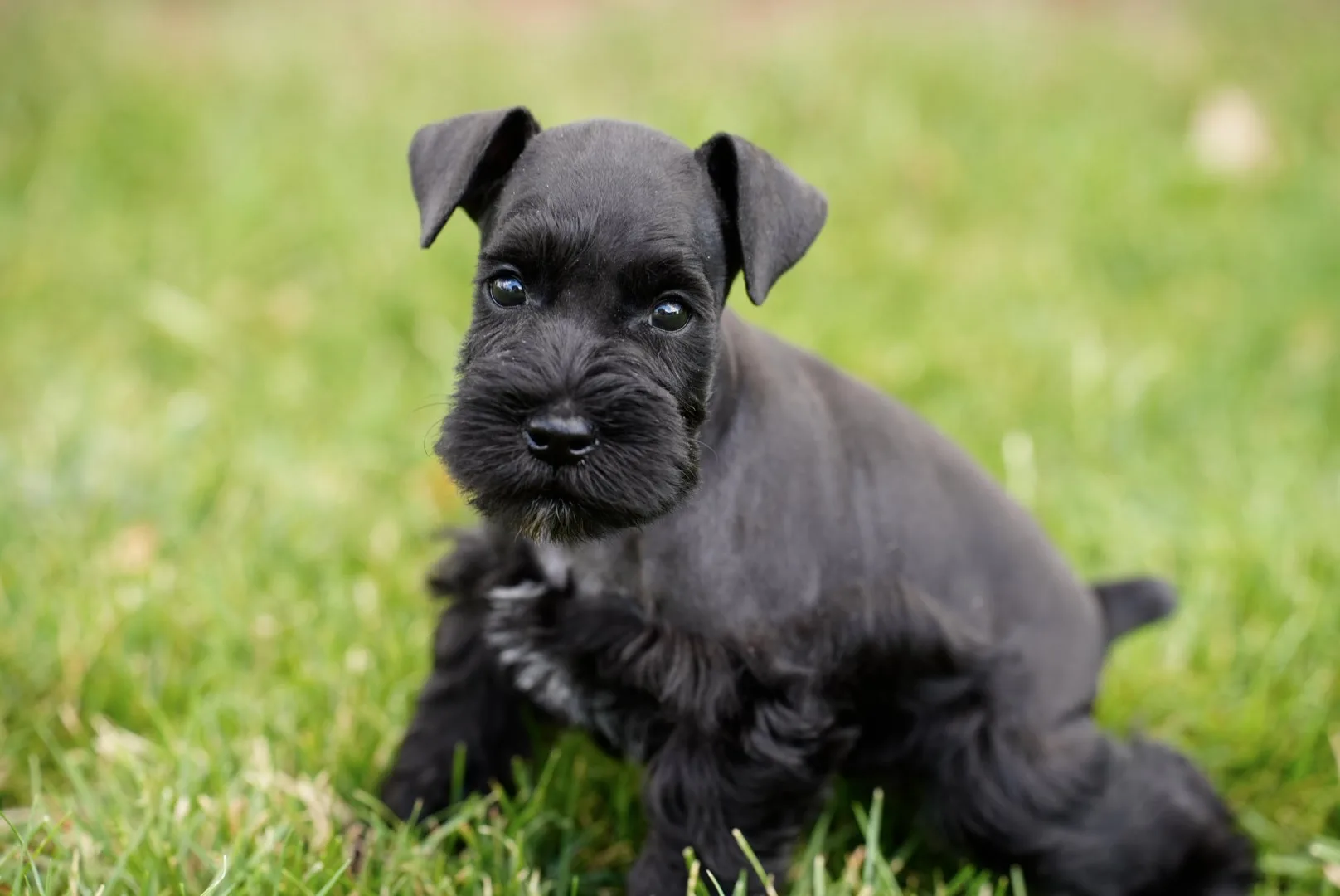 Snowflake Schnauzers miniature schnauzer