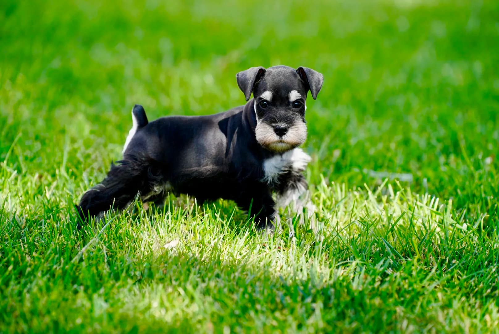 Snowflake Schnauzers miniature schnauzer