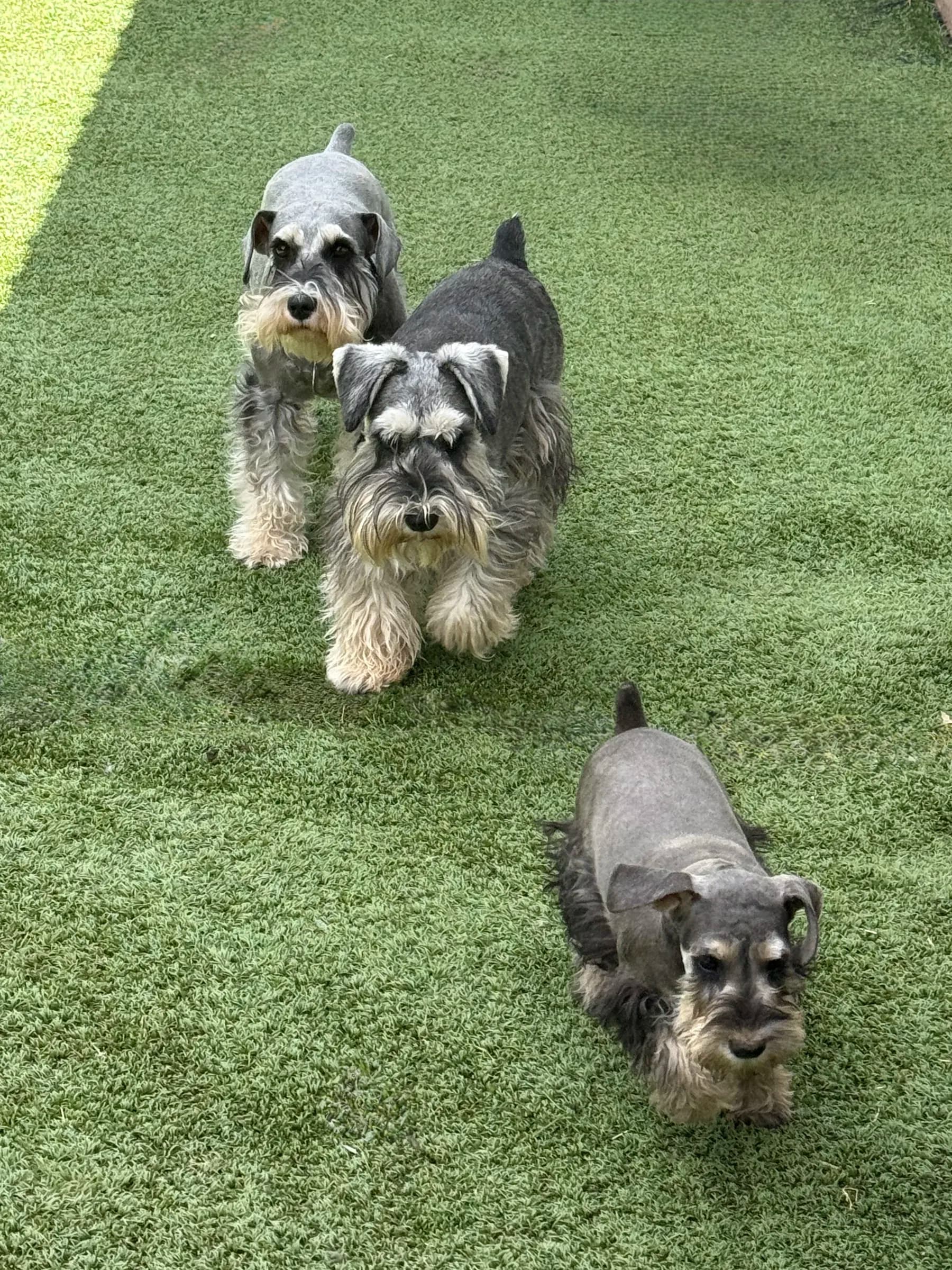 Snowflake Schnauzers miniature schnauzer
