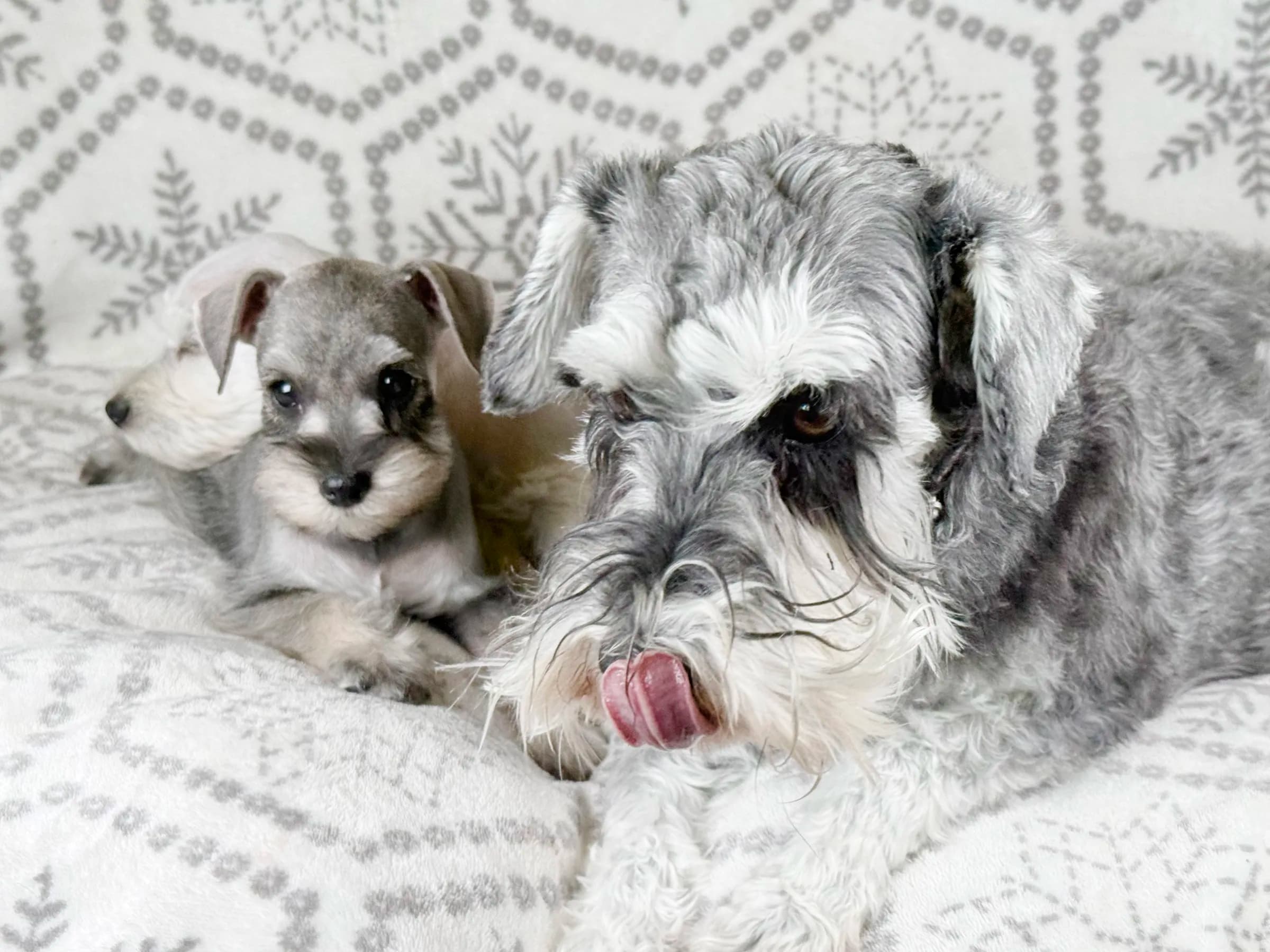 Snowflake Schnauzers miniature schnauzer