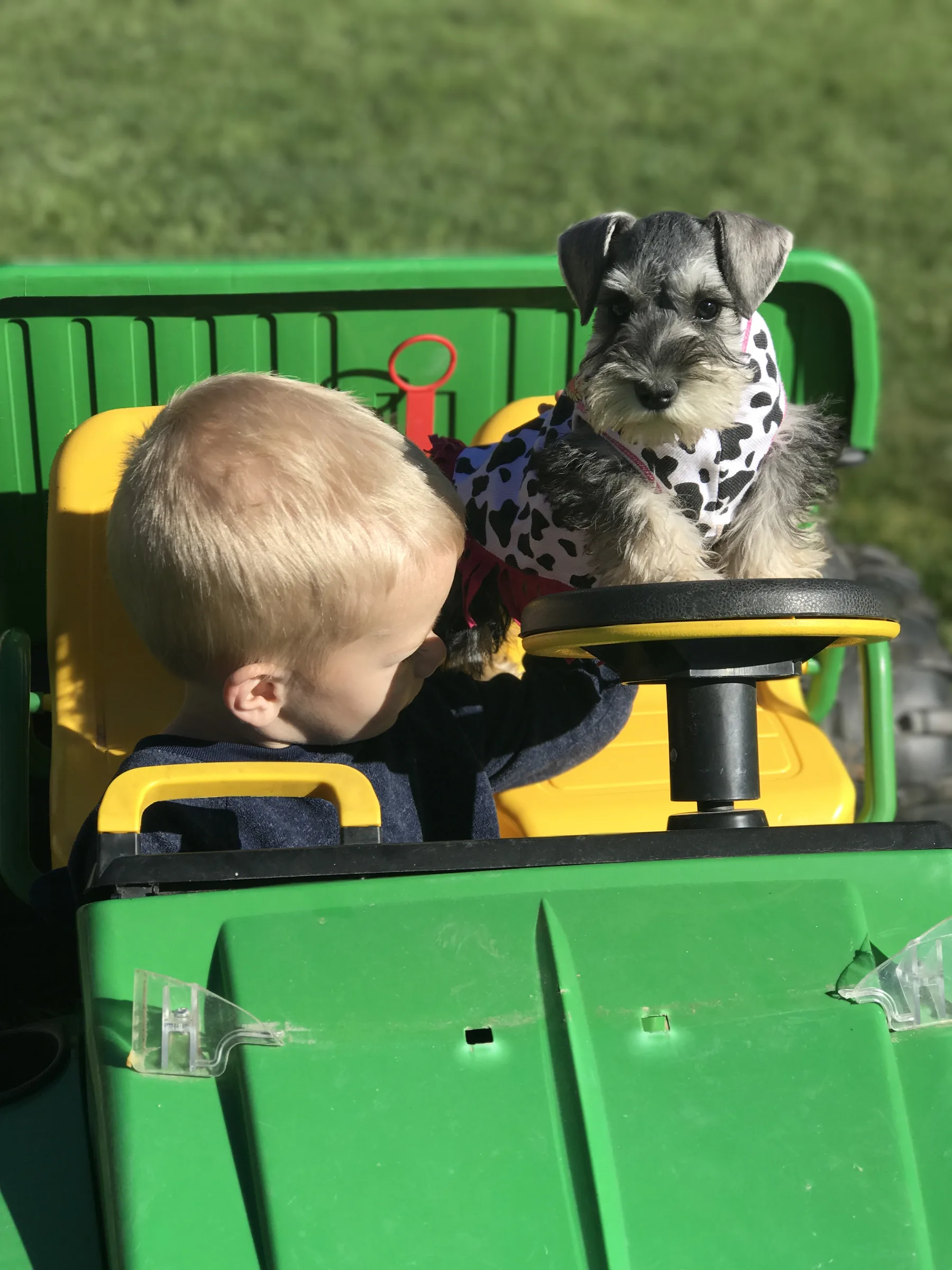 Snowflake Schnauzers miniature schnauzer