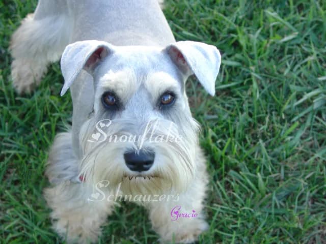 Miniature Schnauzers Our Proud Schnauzer Moms Pages!