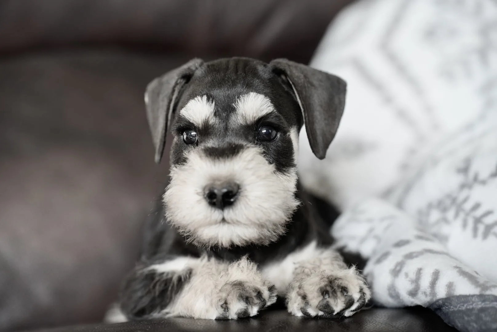 Black and silver miniature schnauzer on a grey couch